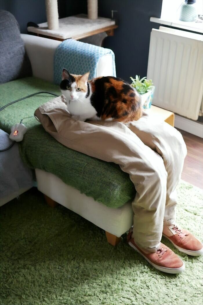 Кошка слишком любила лежать на коленях, и хитрые хозяева решили ее обмануть
