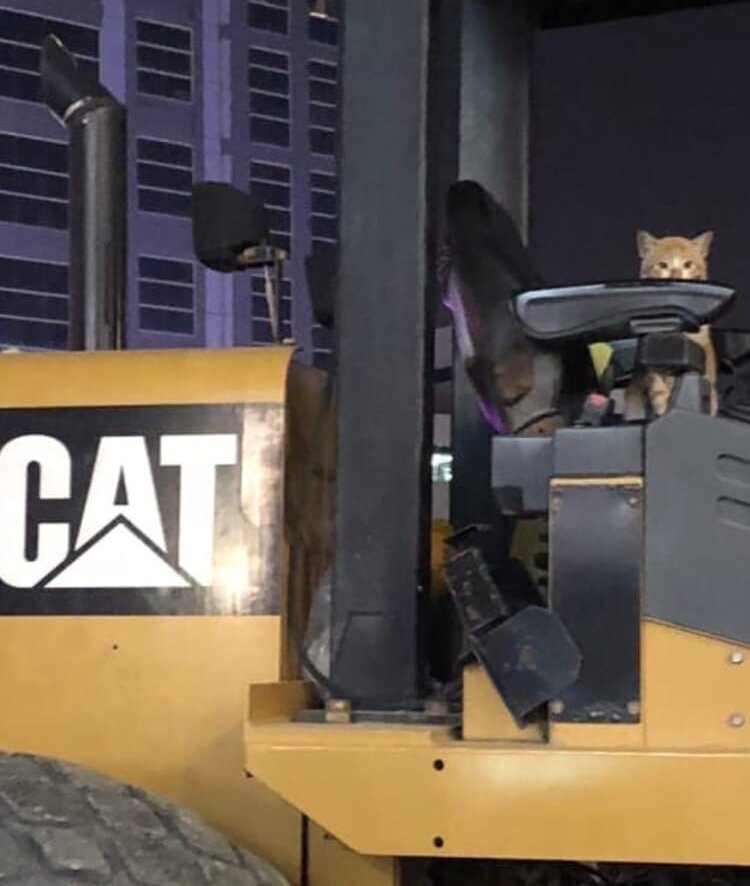 Ничего необычного, просто кот выполняет дорожные работы