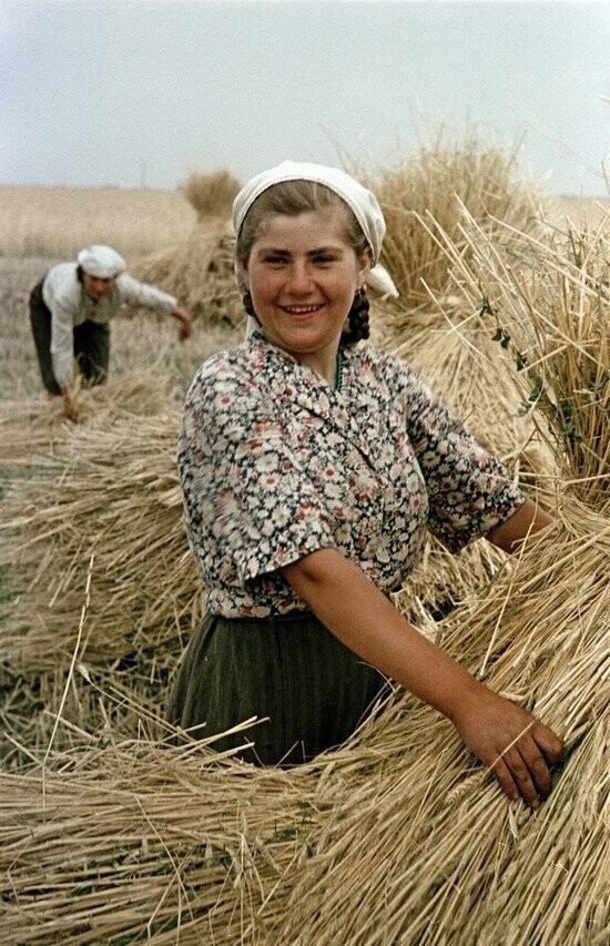 Сбор урожая пшеницы в украинском колхозе, 1950.