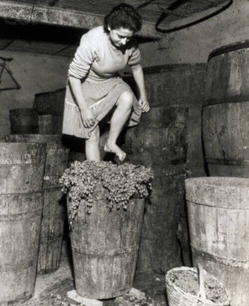 8. Изготовление вина в Италия, 1957 год