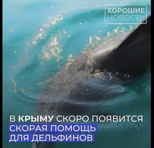 В Крыму начнет работать «скорая» для дельфинов 