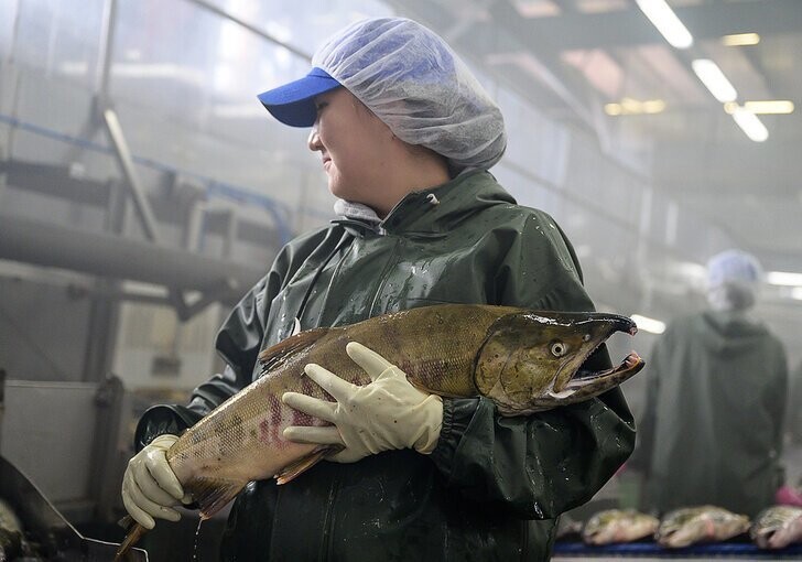 Экспорт рыбы из России вырос на 6,27%