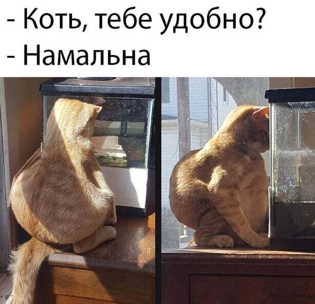 Прикольные картинки