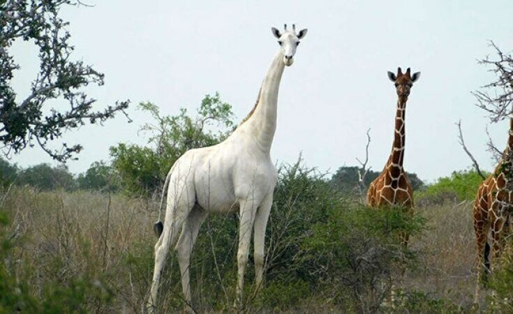 Единственный в мире белый жираф был убит браконьерами