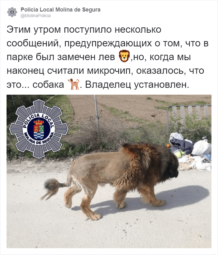 Испанские полицейские получили сообщение о том, что по улице бродит лев. Но это была ошибка