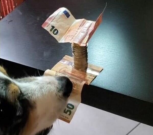 Пёс научился  вытаскивать банкноты из-под монет