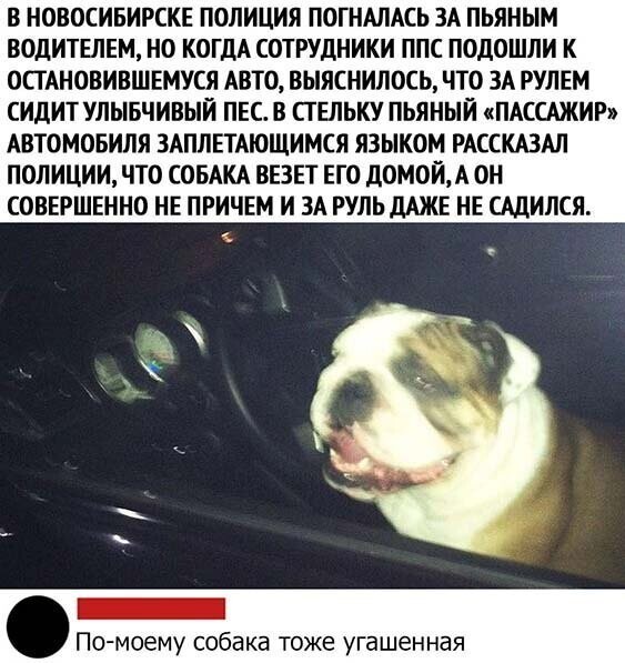 Прикольные картинки