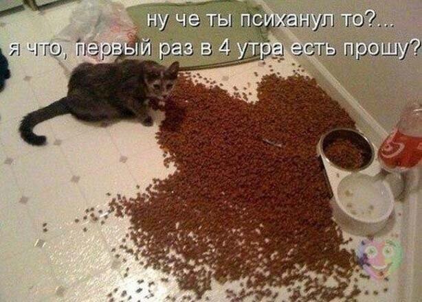 Прикольные картинки