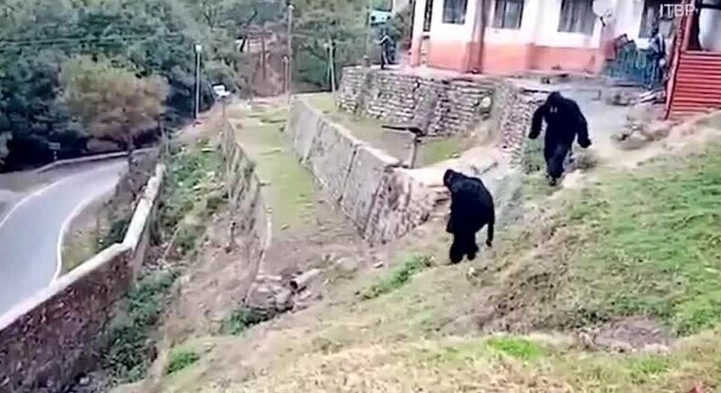 Пограничники в Индии переоделись в горилл, чтобы отпугнуть мелких обезьян