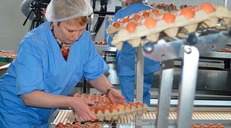 Под Белгородом открыли цех по производству яичного меланжа