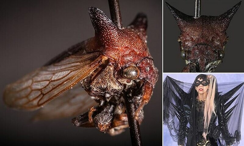 Необычную муху с остроконечными рожками назвали в честь Леди Гаги