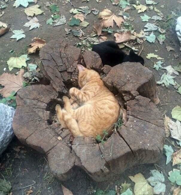 Фото, доказывающие, что кошки могут спать где угодно