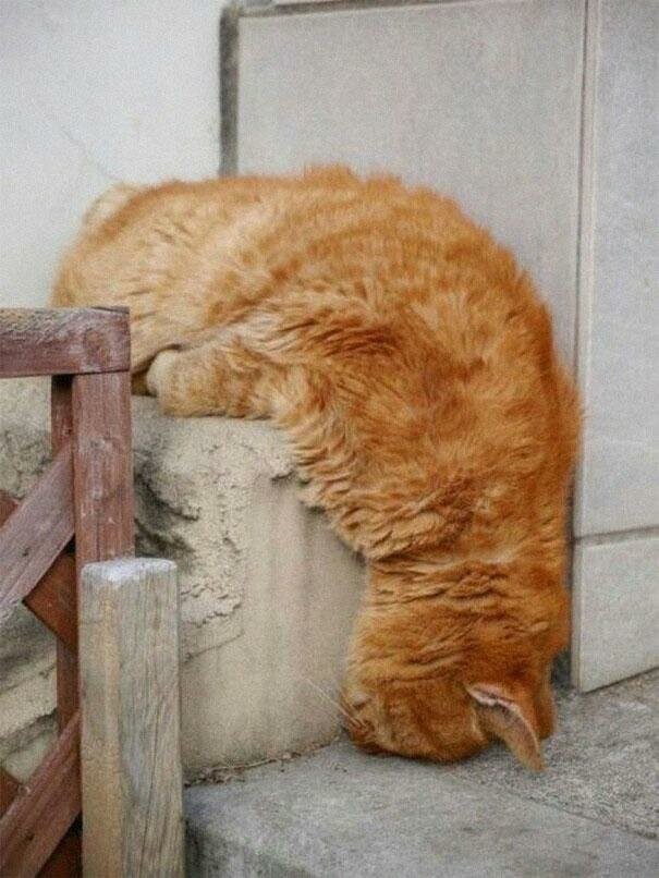 Фото, доказывающие, что кошки могут спать где угодно