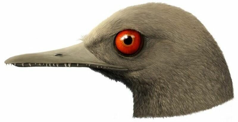 Обнаружен самый маленький в мире динозавр - и он похож на голубя
