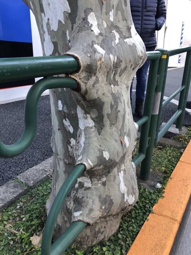 Дерево поглощает забор со скоростью 1 см в год