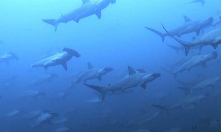 Остров Кокос: акулы хранят сокровища разбитых кораблей