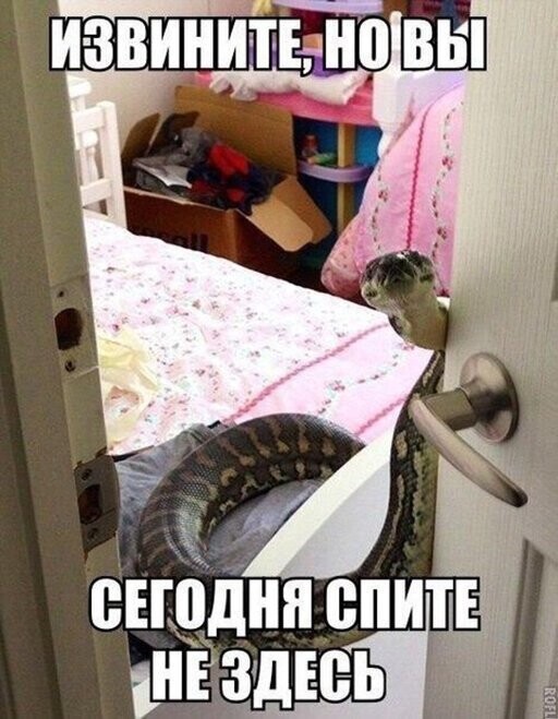 Прикольные и смешные картинки