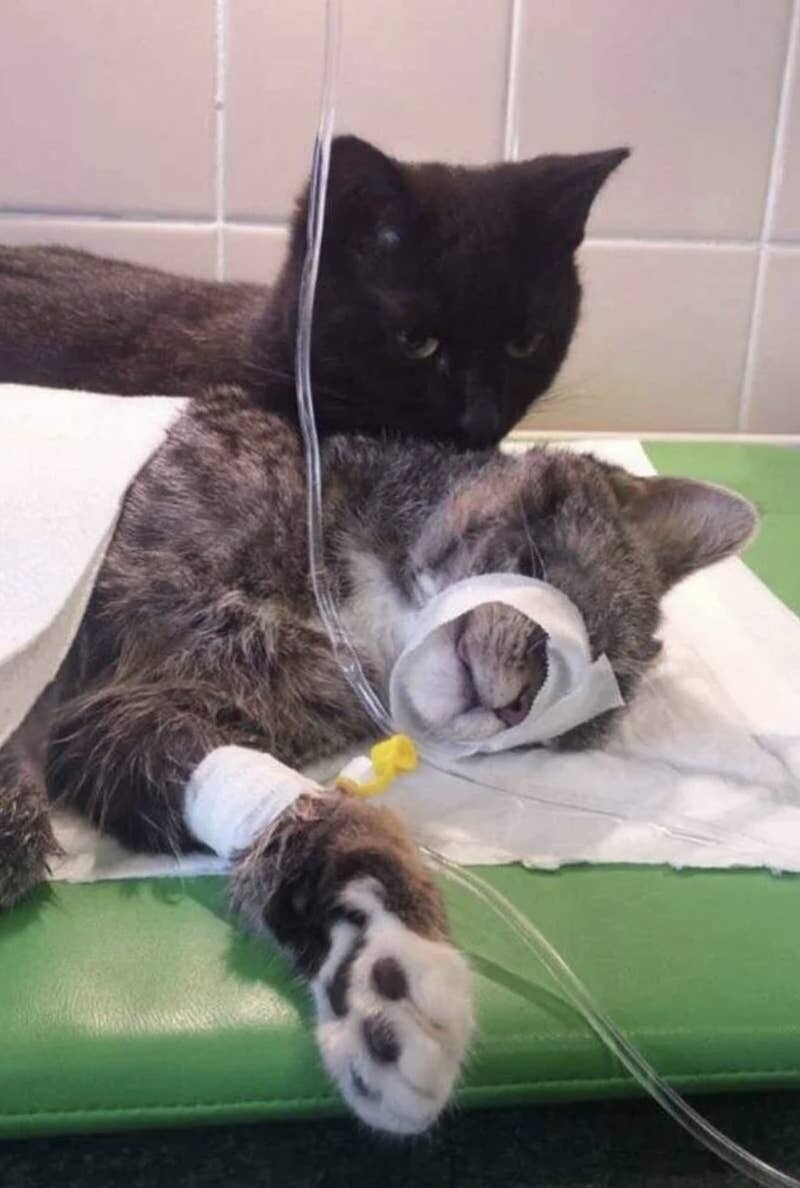 "Эта кошка работает в ветеринарной клинике и каждый день обходит пациентов и утешает их"