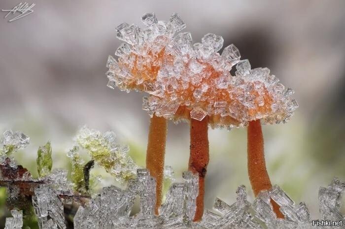 Фотограф Alexande Mett устроил в декабре зимнюю грибную фотоохоту и выбрал эт...