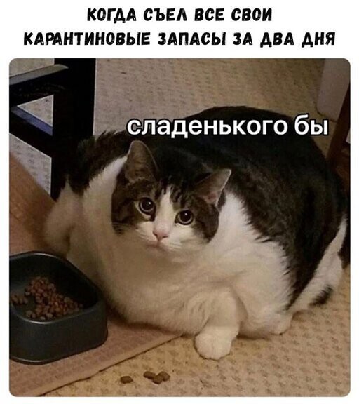 Прикольные и смешные картинки