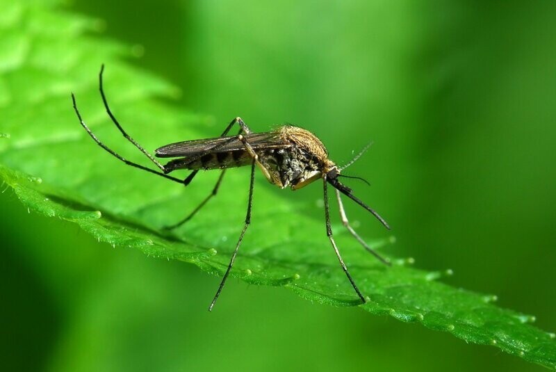 Защита от мух и комаров: масло, ванилин и сосновые шишки