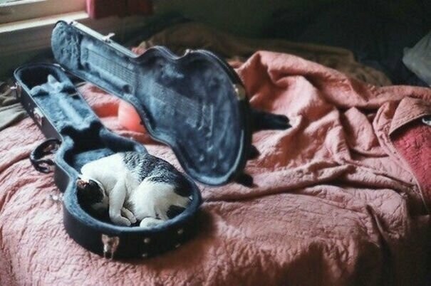 40 фото, доказывающих, что кошки могут спать где угодно