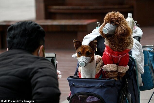 В Гонконге на карантин отправляют домашних животных, у хозяев которых выявлен коронавирус