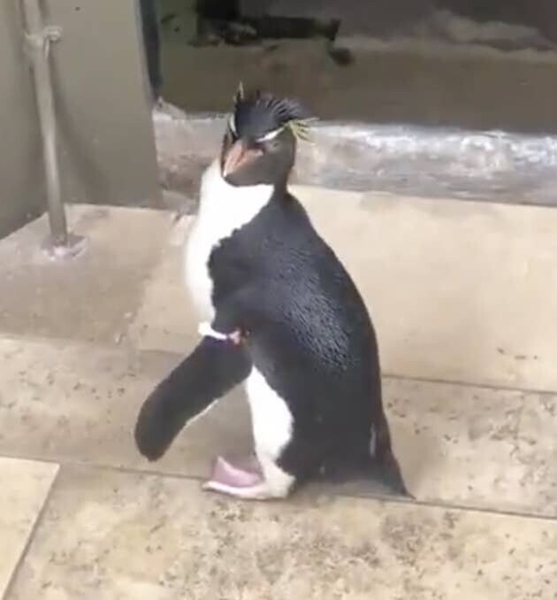 Коронавирус подарил свободу пингвинам