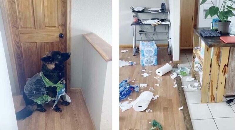 Собака уничтожила весь запас туалетной бумаги