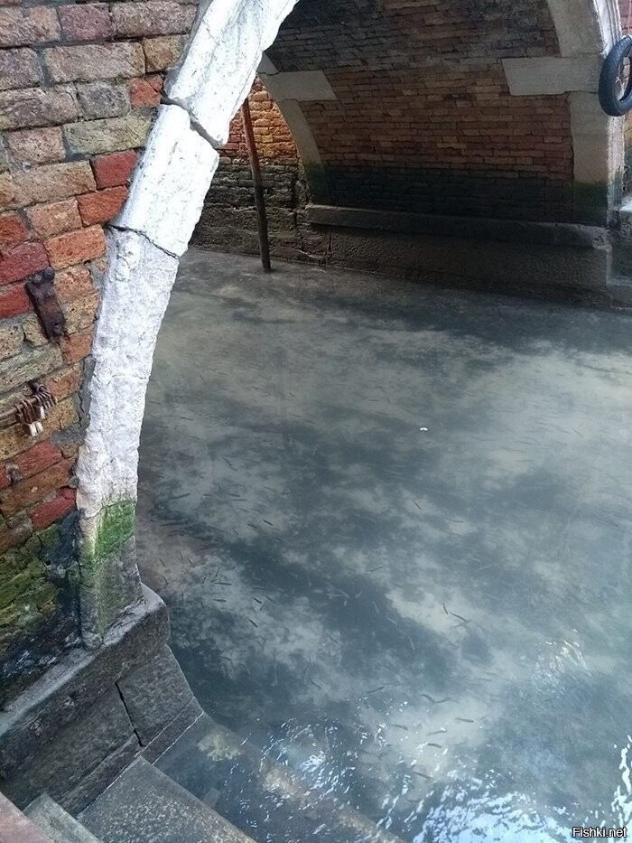 В сети появились фотки прозрачной воды в каналах Венеции