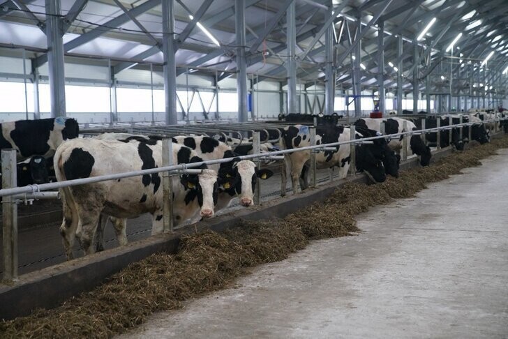В Башкирии начала работу новая молочно-товарная ферма
