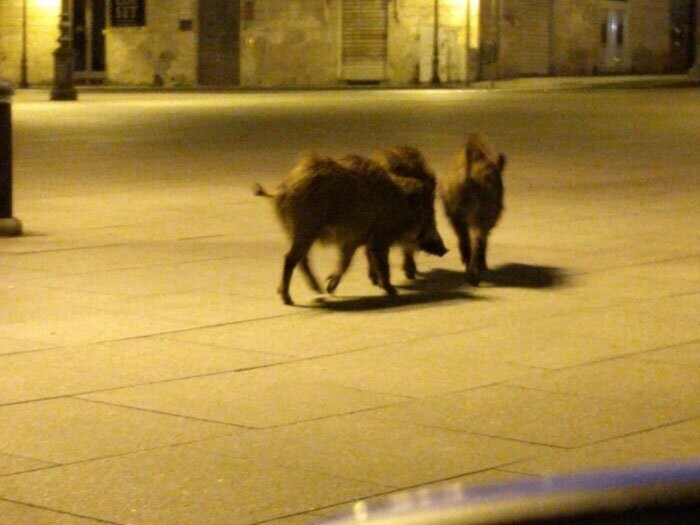 Все чаще животные выходят на улицы итальянских городов