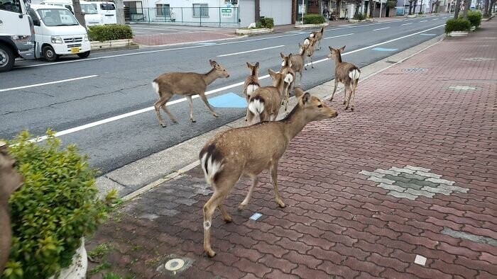 В японском городе Нара на улицы вышли олени