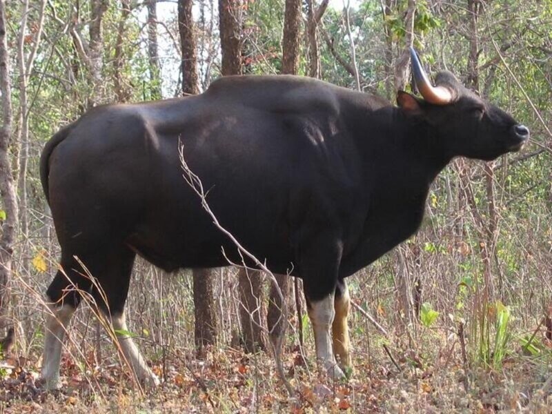 Самый большой дикий бык в мире