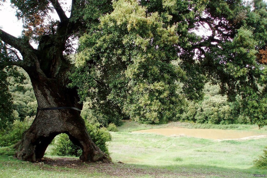 Трехногий дуб - предполагаемый возраст около 1200 лет, возможно одно из старе...