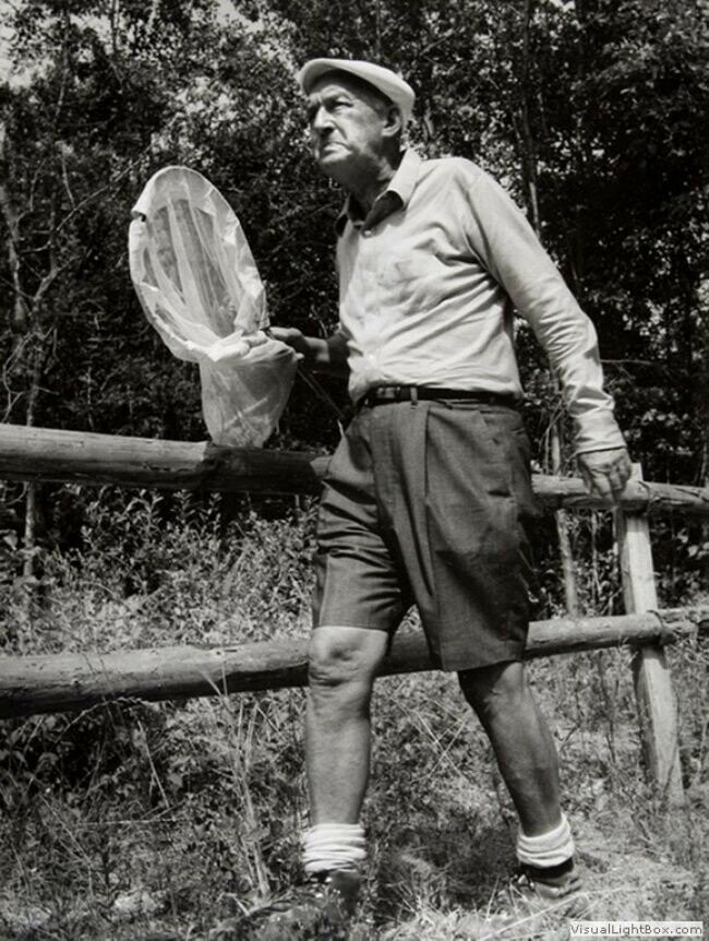 29. Искусный охотник на бабочек Владимир Набоков. Швейцария, 1960-1970-е.