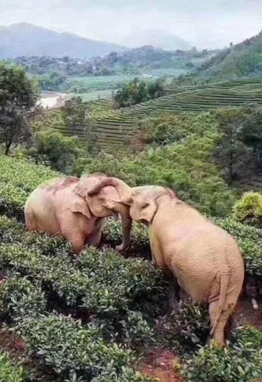В Китае слоны забрели в деревню в поисках еды, но напились кукурузного вина и уснули в саду