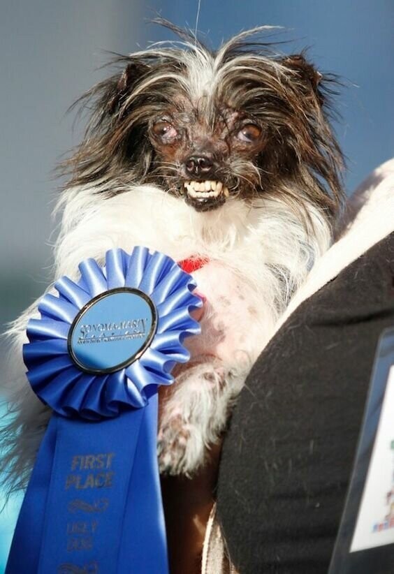 Собака, получившая награду как самая уродливая в мире