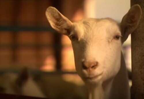 8. Ученые создали коз, которые производят паучий шелк