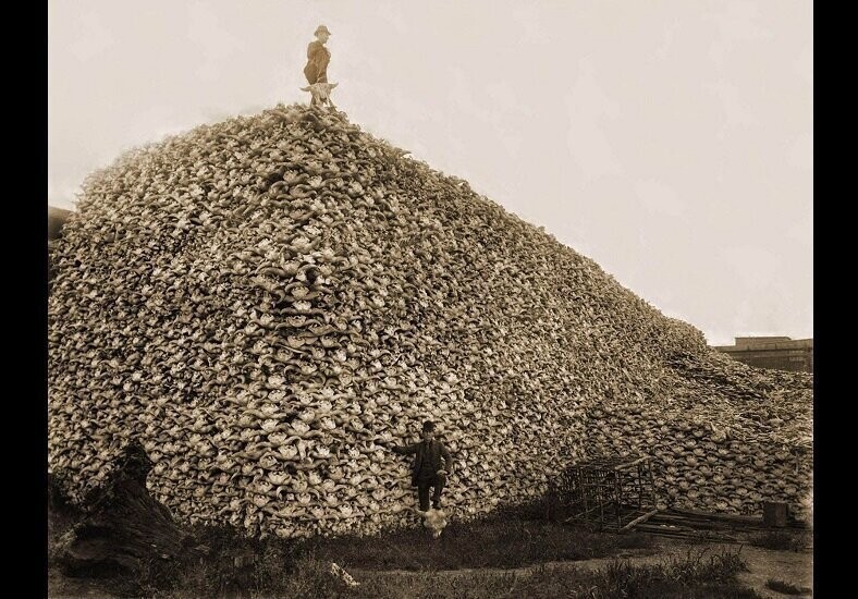 Гора черепов бизонов в 1870 году.