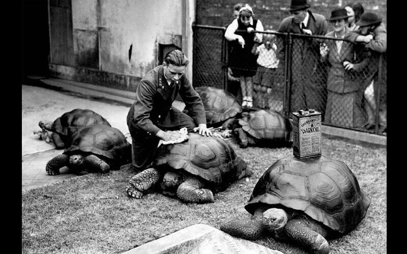 Так раньше мыли панцири черепах. Снимок сделан в 1930 году в Лондонском зоопарке.