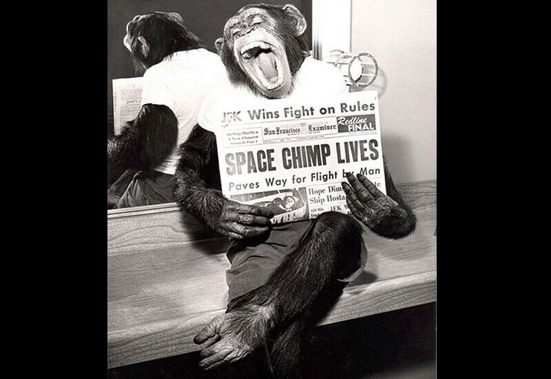 Шимпанзе после первой успешной миссии в космосе.