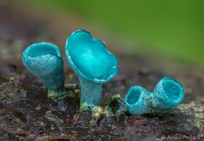 2. Chlorociboria Aeruginascens.