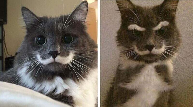 Кошки с необычными окрасами на морде напоминающие усы