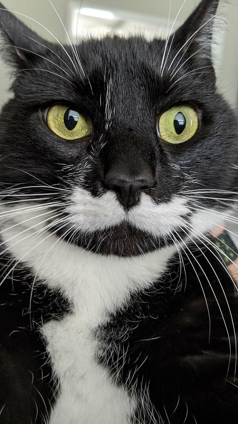 Кошки с необычными окрасами на морде напоминающие усы
