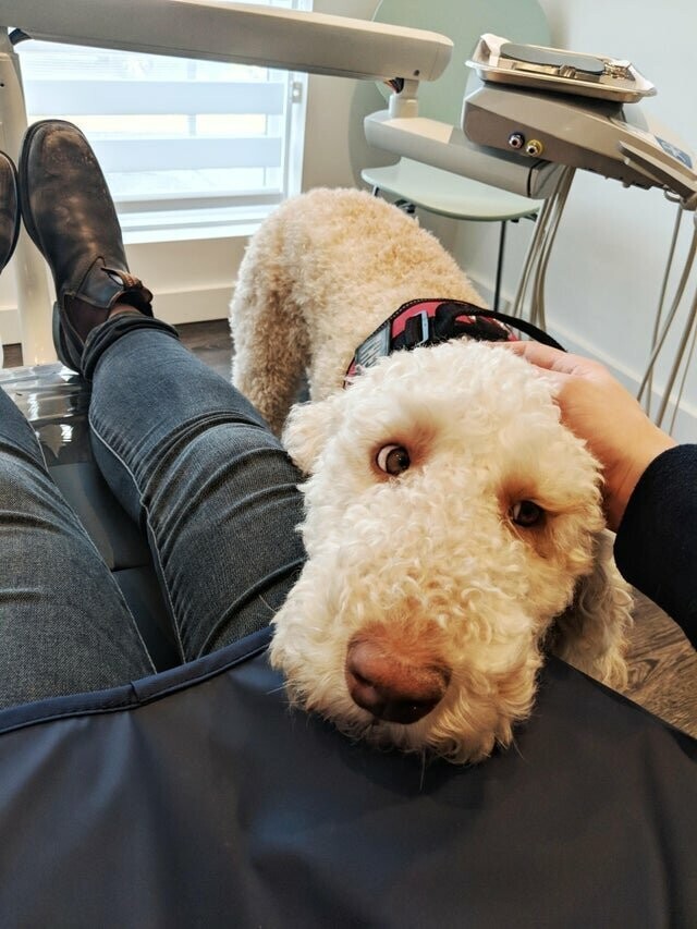 Бобар - собака-терапевт у дантиста