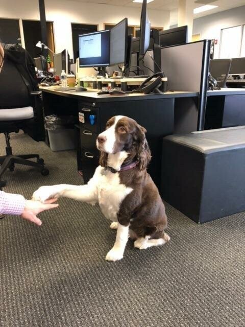 Этот пёс любимец всего офиса