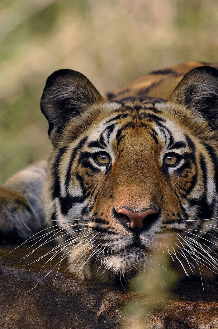 Бенгальский тигр. 