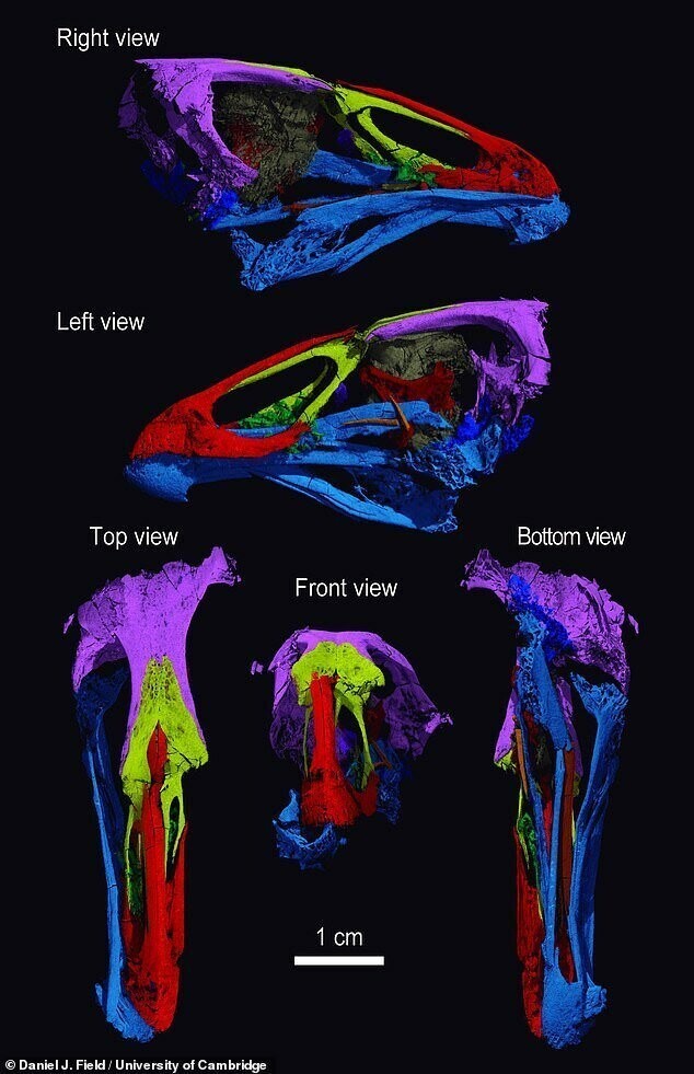 "Без этих ультрасовременных сканеров мы никогда бы не узнали, что держим в руках самый древний птичий череп в мире", - сказал соавтор статьи Хуан Бенито