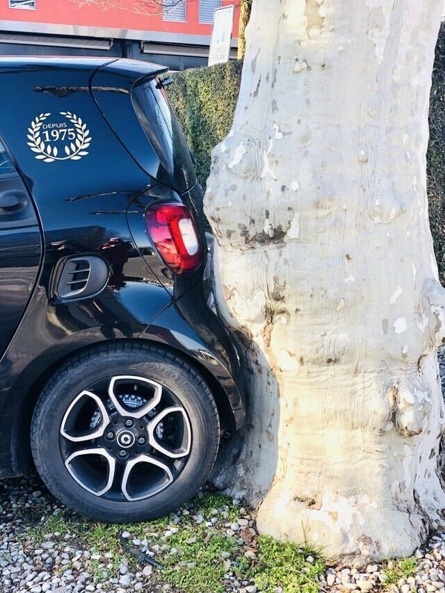 Дерево точно повторяет контур машины